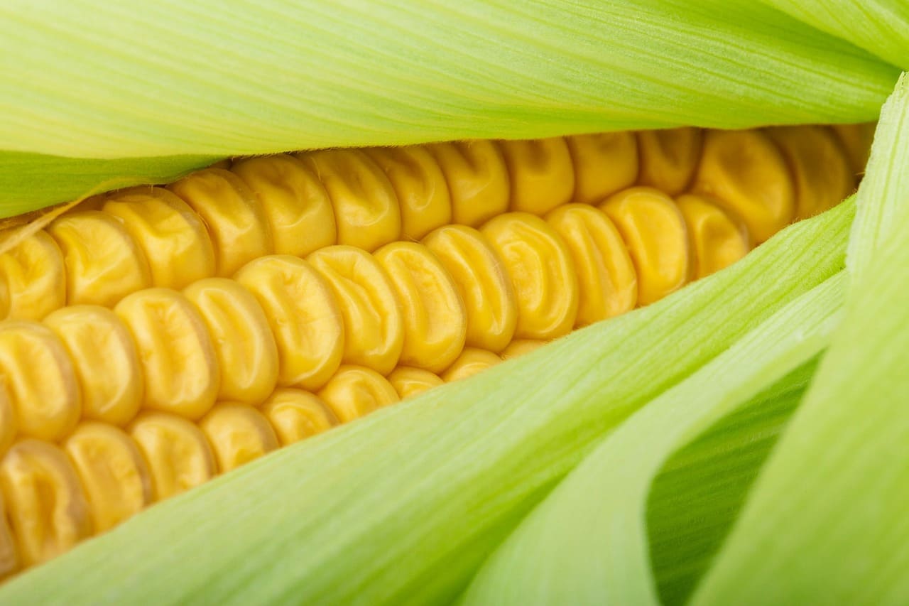 Эксперты рассказали, как правильно замораживать кукурузу на зиму для сохранения сочности