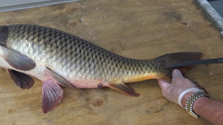 Как легко почистить карася и карпа