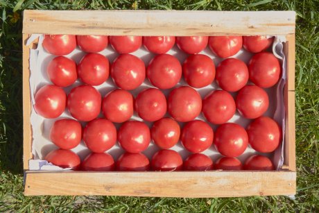 Свежие помидоры