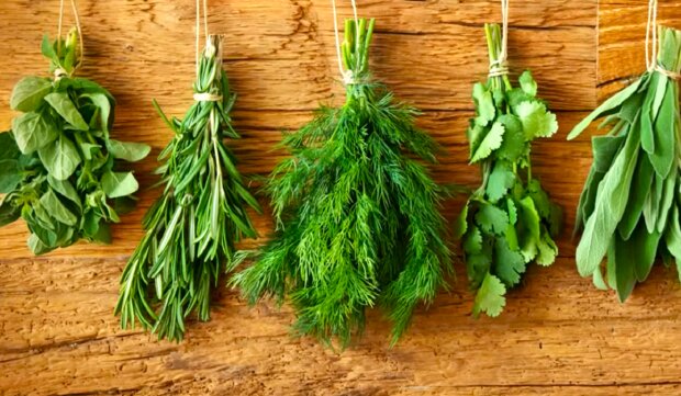 Где хранить свежие травы, чтобы они дольше не вяли