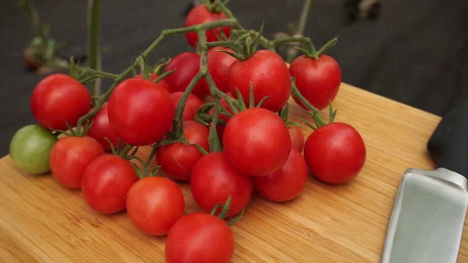 Сколько весит один помидор черри Томаты черри